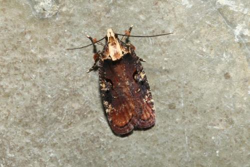 Réf. 187 465 : Agonopterix liturosa